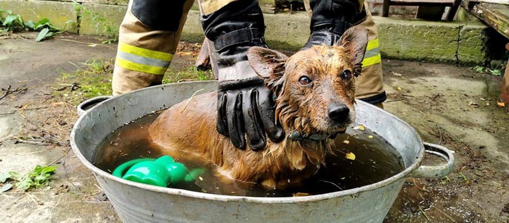 Przeworsk. Strażacy uratowali psa. Jest cały i zdrowy!