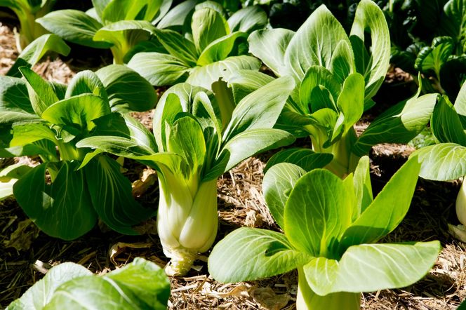Kapusta pak choi