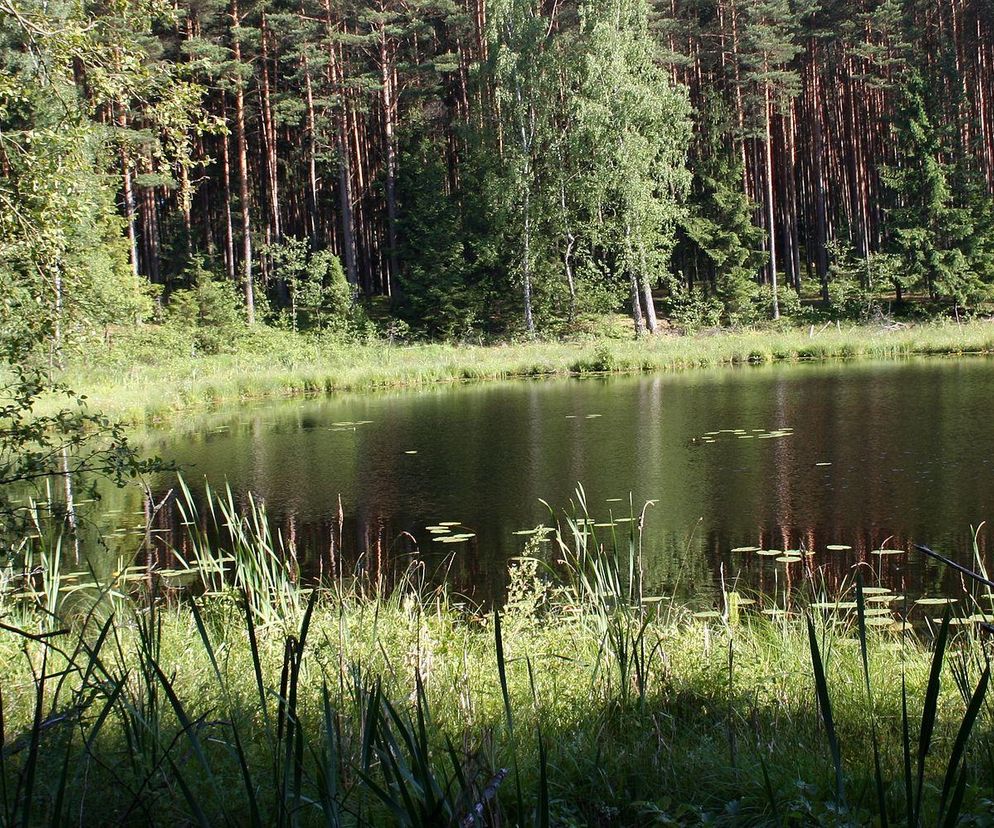 Zaciszne miejsca blisko lasów i jezior w kujawsko-pomorskim. Przyjeżdżają tu specjalnie nawet z Francji [GALERIA]