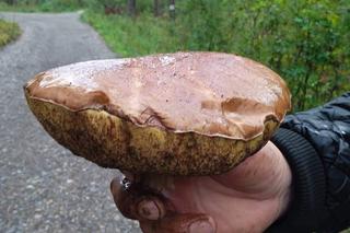 Wysyp grzybów w Janowskich Lasach! Czytelnicy chwalą się obfitymi zbiorami