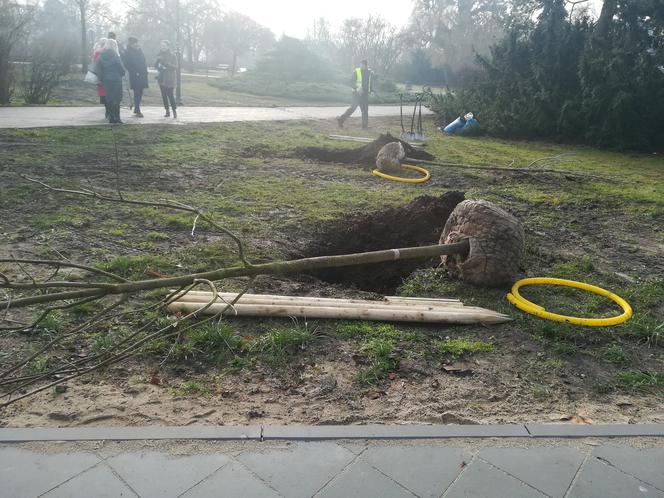 Za nami duża akcja sadzenia drzew w Toruniu. Pojawi się też 5 tysięcy krzewów!