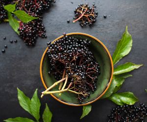 Czarny bez: właściwości i działanie. Przepis na sok z czarnego bzu