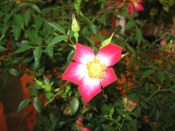 Róża 'Horcoexist' (STAR PROFUSION)