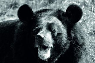 Nie żyje Wolta, najstarsza niedźwiedzica himalajska w Europie. „To był najsmutniejszy dzień”