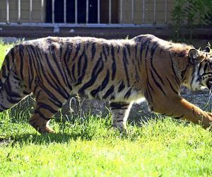 Tygrys rozszarpał swojego opiekuna. Wstrząsające okoliczności koszmaru w zoo 