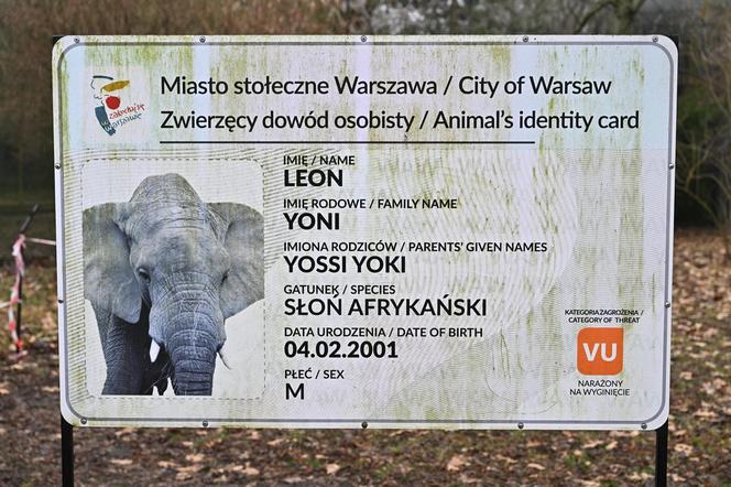Słoń Leon ma urodziny. Wielka impreza w warszawskim ZOO