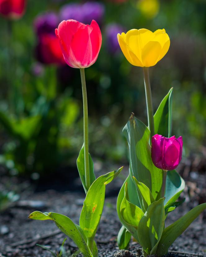 Warszawa utonęła w kolorowych tulipanach