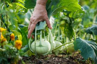 Jakie warzywa zbiera się w czerwcu? Pierwsze letnie zbiory warzyw w warzywniku