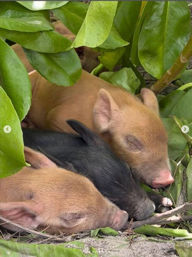 Agata Rubik, Piotr Rubik - wakacje na Bahamach