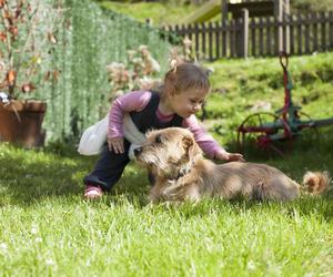 Nie zauważyli, że ich 2-latka wyszła z domu. Dzieckiem zaopiekowały się psy 