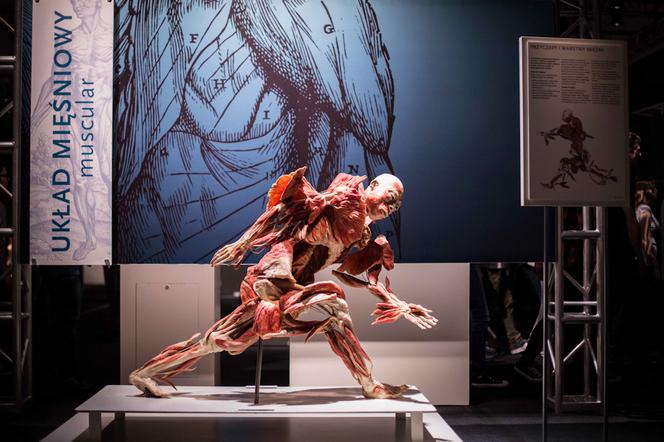 Bodies Revealed