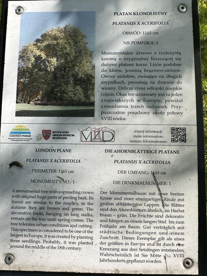 Platan Konstytucyjny w Dobrzycy