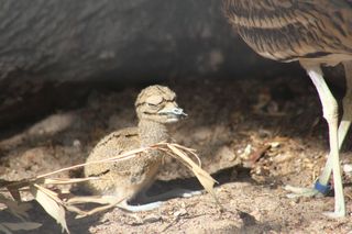 Świetne wieści z warszawskiego zoo. Gatunek uznawany za wymarły doczekał się pisklęcia 