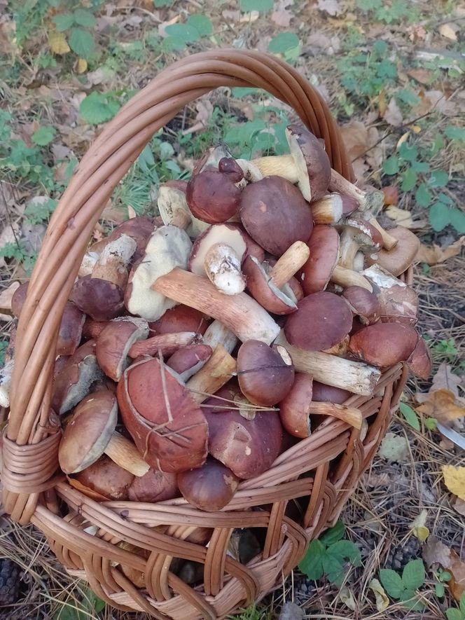 Prawdziwe skarby jesieni. Listopad to idealny czas na grzyby w Świętokrzyskiem? [Zdjęcia Waszych zbiorów]