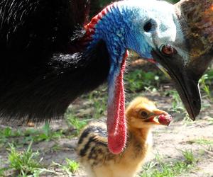 W Warszawskim ZOO wykluł się kazuar hełmiasty