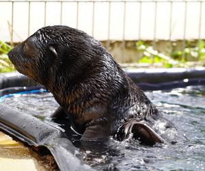 W ZOO Wrocław na świat przyszedł prawdziwy MODEL! Zobaczcie, jak pozuje młodziutki kotik