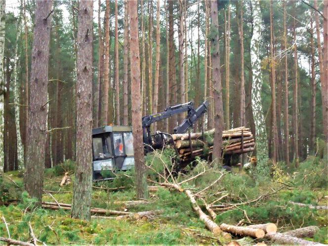 Ruszają prace przy budowie tulelu pod Świną