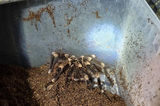 Otworzył kosz na śmieci i zamarł! Odkrycie jak z horroru w Krakowie