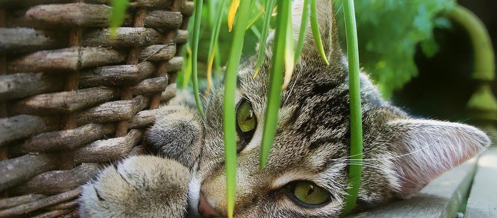 Jakie rośliny są trujące dla kota? Zobacz w zestawieniu: 
