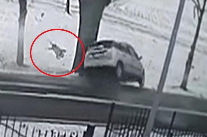 Huknął w drzewo, 2-latka wyleciała przez szybę! Wszystko przez głupi błąd