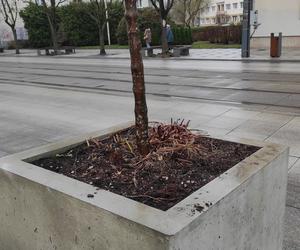 Przesadzanie drzew z betonowych donic