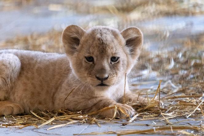 W Śląskim Ogrodzie Zoologicznym przyszły na świat cztery lwiątka! 