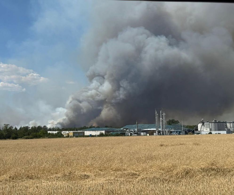 Potężny pożar lasów w Niemczech. Dym widać z okolic Lubina i Jawora na Dolnym Śląsku 