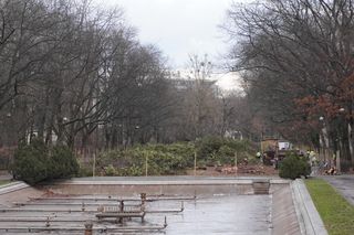 Wycinka stuletnich tuj w Parku Planty w Białymstoku