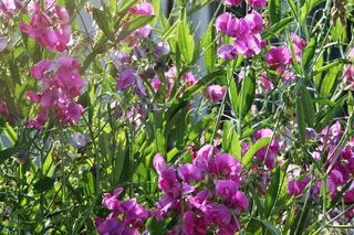 Groszek szerokolistny - Lathyrus latifolius