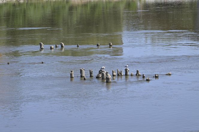 Niski stan wody w Wiśle