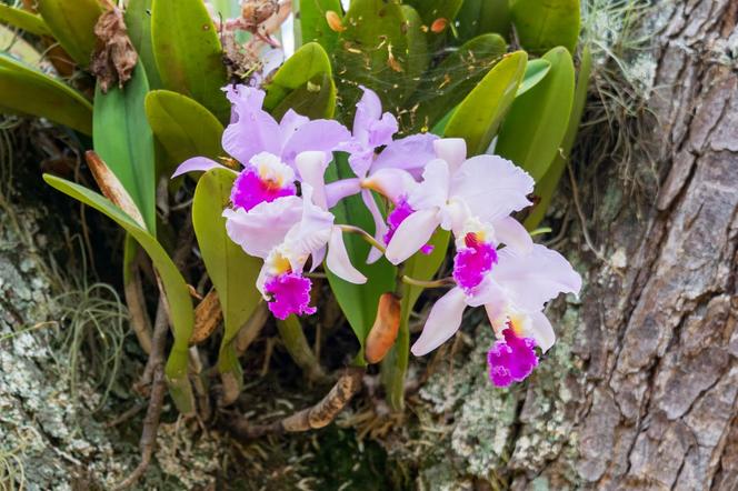 Storczyk Cattleya