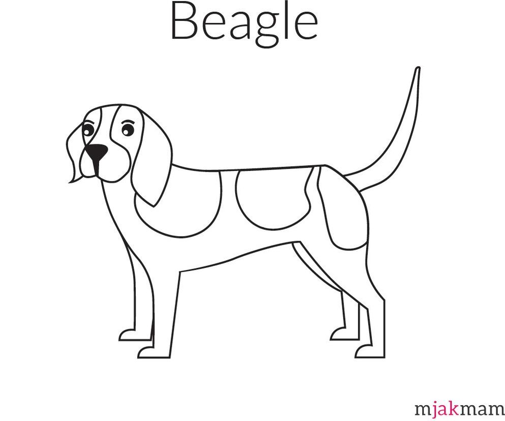 pies beagle kolorowanka