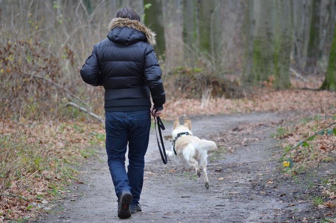Wolontariusze znów mogą wyprowadzać psy na spacer