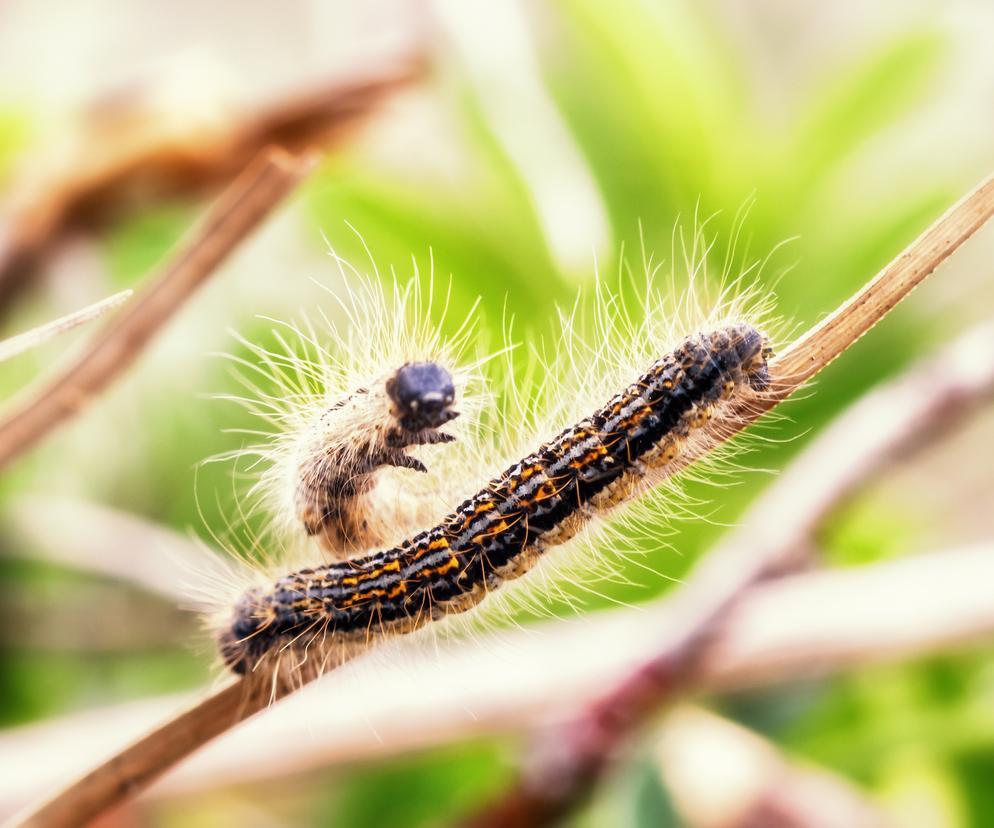 Toksyczne gąsienice