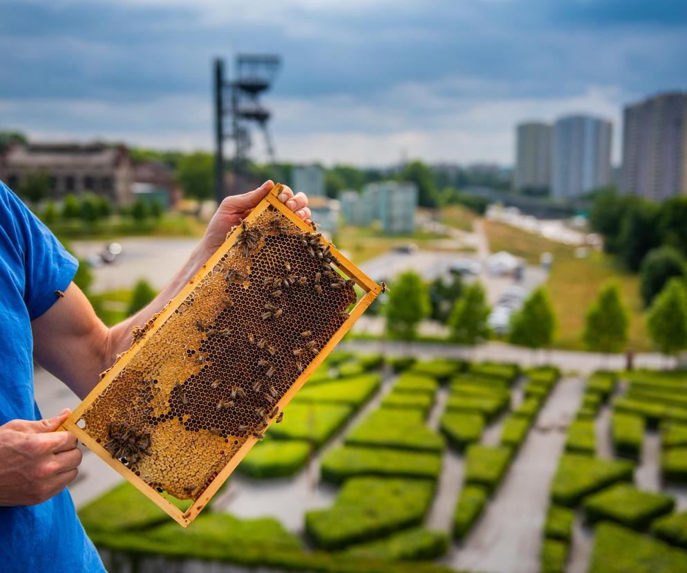 Katowickie pszczoły są bardzo pracowite