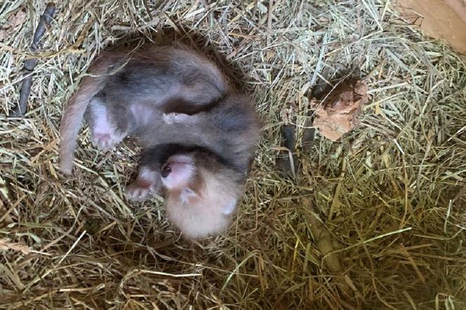 W Śląskim Ogrodzie Zoologicznym urodziła się panda czerwona 