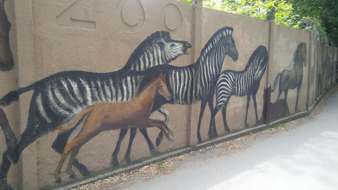 Malarz sam odnawia mural na ogrodzeniu wrocławskiego zoo