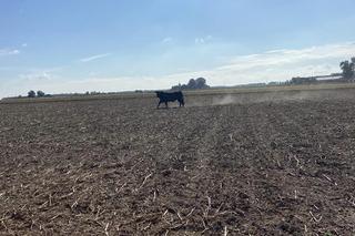 Rozwścieczony byk uciekł z gospodarstwa w Tłuchowie. Policjanci oddali strzały