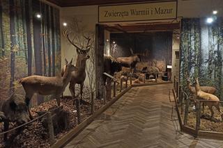 Muzeum Przyrody w Olsztynie. Poznajcie faunę oraz florę Warmii i Mazur [ZDJĘCIA, WIDEO]