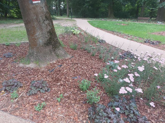 Park im. Szafera w Rzeszowie 