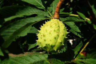 Owoce kasztanowca zwyczajnego - właściwości lecznicze i zastosowanie owoców kasztanowca