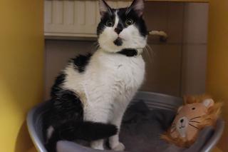 Facebook/Schronisko dla zwierząt w Bydgoszczy