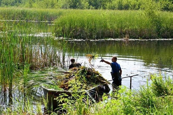 Przyrodnicy z RDOŚ w Gorzowie Wlkp. pomagają przetrwać rzadkiej roślinie wodnej