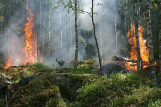 Wielkopolska: Sytuacja w lasach jest dramatyczna! Tylko w kwietniu wybuchło ponad 60 pożarów!