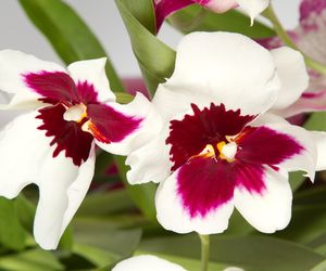 Storczyk Miltonia