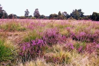 Wrzosowiska - kiedy je odwiedzić? Gdzie są w Polsce? Trwa sezon na wrzos!