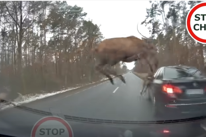 Stado jeleni na drodze. Przeskakiwały nad autem, niektóre wpadły w samochód [WIDEO]