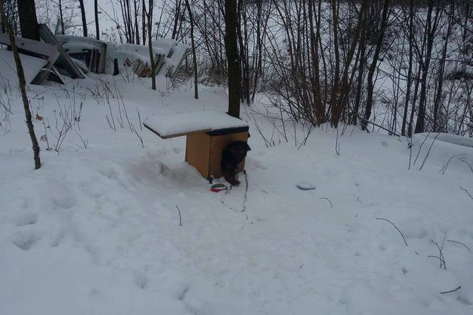 Policjanci z Tarnowa interweniowali w sprawie psów trzymanych w kiepskich warunkach.