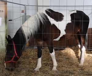 ZooPark ponownie przyciągnął do Targów Lublin tłumy miłośników zwierząt