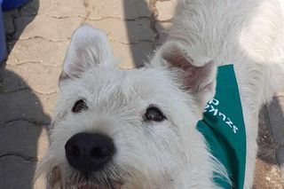 Pogodna Biała czeka na swojego człowieka. Tylko spójrzcie na te wesołe oczy! 